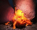   Two frogfish backed elephant ear sponge Lembeh Strait. Strait  